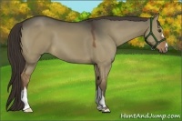 Horse Color:Liver Red Dun 