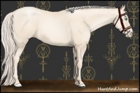 Horse Color:Gold Cream Champagne Pearl