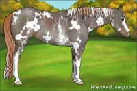Horse Color:White Spotted Liver Chestnut Ice Rabicano 