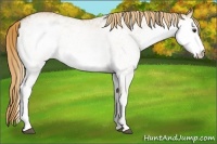 Horse Color:White Spotted Red Dun 