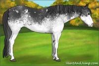 Horse Color:White Spotted Black 