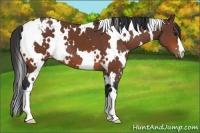 Horse Color:White Spotted Bay Appaloosa 