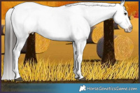 Horse Color:Brown Dun Appaloosa Brindle 