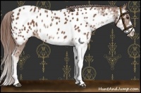 Horse Color:Chestnut Sabino Appaloosa 
