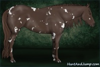 Horse Color:White Spotted Liver Chestnut 