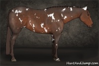 Horse Color:White Spotted Liver Chestnut