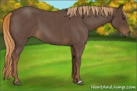 Horse Color:Liver Red Roan 