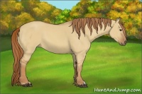 Horse Color:Red Dun