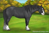 Horse Color:Blue Roan Splash 