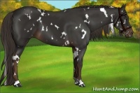 Horse Color:White Spotted Liver Chestnut 