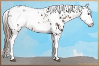 Horse Color:Buckskin Sabino Appaloosa 