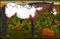 Horse Color:Bay Frame Appaloosa 