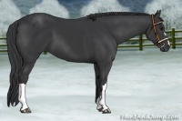 Horse Color:Black 