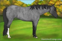 Horse Color:Smoky Blue Roan 