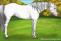 Horse Color:Brown Appaloosa Rabicano 