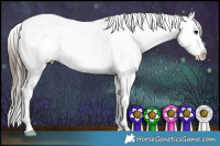 Horse Color:White Spotted Brown Appaloosa 