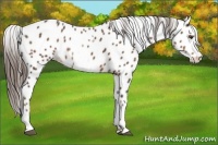 Horse Color:White Spotted Liver Chestnut Leopard 