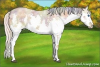Horse Color:Nacre Silver Bay Ice Roan Splash