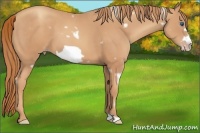 Horse Color:White Spotted Gold Champagne Frame