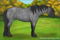 Horse Color:Blue Roan 