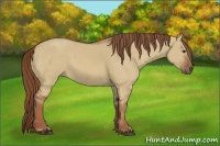 Horse Color:Red Dun 
