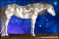 Horse Color:White Spotted Liver Chestnut Sabino Splash 
