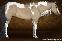 Horse Color:Bay Dun Sabino Tobiano 