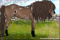 Horse Color:White Spotted Liver Chestnut Splash 