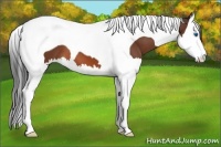 Horse Color:Bay Splash Tobiano