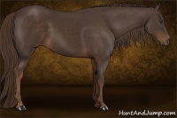 Horse Color:Liver Chestnut Sabino