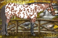 Horse Color:Bay Near Leopard 