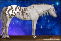 Horse Color:Liver Chestnut Appaloosa 
