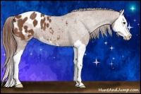 Horse Color:Chestnut Sabino Splash Appaloosa 