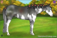Horse Color:Black Splash 
