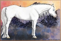 Horse Color:Cremello Sabino and Cremello Sabino Splash