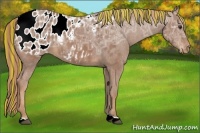 Horse Color:Painted Chestnut Ice Appaloosa