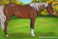 Horse Color:Silver Bay 