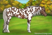 Horse Color:Silver Bay Appaloosa 