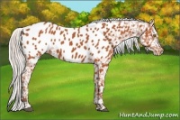 Horse Color:Silver Bay Appaloosa