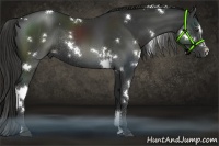 Horse Color:White Spotted Liver Chestnut Sabino Rabicano