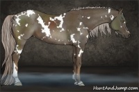 Horse Color:White Spotted Chocolate Palomino