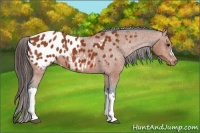 Horse Color:Bay Appaloosa