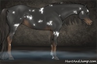 Horse Color:White Spotted Liver Chestnut 