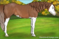 Horse Color:Chestnut Splash 