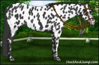Horse Color:White Spotted Black Near Leopard 