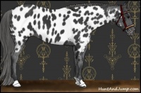 Horse Color:Black Near Leopard 