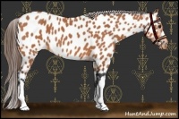 Horse Color:Bay Roan Near Leopard 