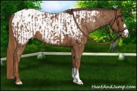 Horse Color:Chestnut Blanket  and Chestnut Blanket 