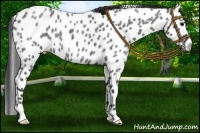 Horse Color:Blue Roan Leopard 
