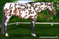 Horse Color:Bay Near Leopard 